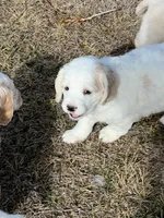 Mostly white w/golden spots, a female Golden Cocker Retriever for sale in Altamont, IL – Photo 3 of 10