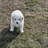 Mostly white w/golden spots, a female Golden Cocker Retriever for sale in Altamont, IL – Photo 8 of 10