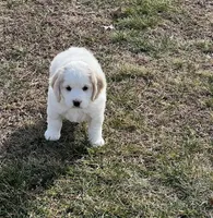 Mostly white w/golden spots, a female Golden Cocker Retriever for sale in Altamont, IL – Photo 8 of 10