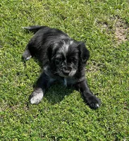 Blue Merle , a male Golden Cocker Retriever for sale in Altamont, IL – 2 of 10