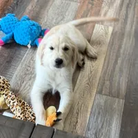 Tessa x Bear Pink Collar, a female Golden Retriever for sale in Altamont, IL – 7 of 10