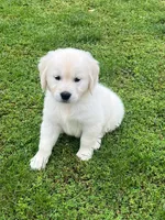 Tessa x Bear Orange Collar, a female Golden Retriever for sale in Altamont, IL – 4 of 10