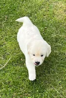 Orange Collar- Tessa X Ruger , a female Golden Retriever for sale in Altamont, IL – 6 of 10