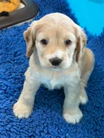 Yellow Collar, a female Golden Cocker Retriever for sale in Altamont, IL – 8 of 10