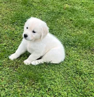 Tessa x Bear Orange Collar, a female Golden Retriever for sale in Altamont, IL – 9 of 10