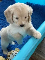 Green Collar , a male Golden Cocker Retriever for sale in Altamont, IL – 1 of 10