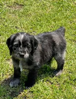 Blue Merle , a male Golden Cocker Retriever for sale in Altamont, IL – 9 of 10