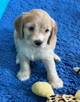 Yellow Collar, a female Golden Cocker Retriever for sale in Altamont, IL – 3 of 10