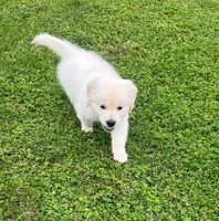 Tessa x Bear Purple Collar, a female Golden Retriever for sale in Altamont, IL – 10 of 10