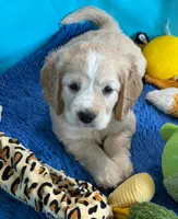 Orange Collar, a female Golden Cocker Retriever for sale in Altamont, IL – 9 of 10