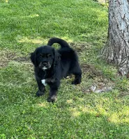 Black with tan and white, a male Golden Cocker Retriever for sale in Altamont, IL – 2 of 10