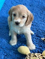 Yellow Collar, a female Golden Cocker Retriever for sale in Altamont, IL – 10 of 10