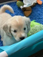 Green Collar , a male Golden Cocker Retriever for sale in Altamont, IL – 5 of 10