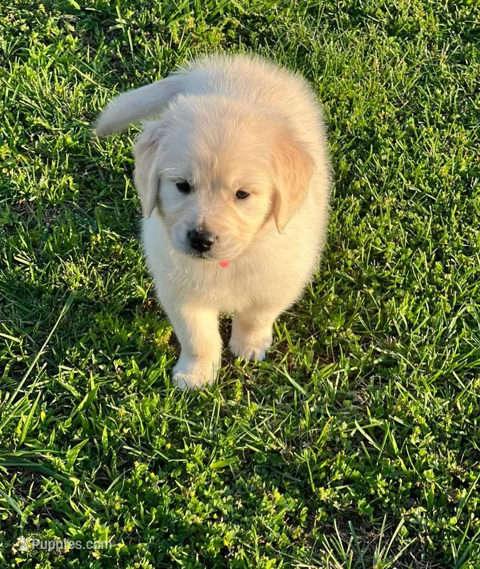Tessa x Bear Pink Collar – Golden Retriever puppy for sale in Altamont, IL