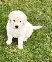 Orange Collar- Tessa X Ruger , a female Golden Retriever for sale in Altamont, IL – 4 of 10