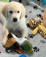 Pink Collar , a female Golden Retriever for sale in Altamont, IL – 3 of 10