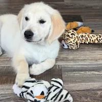 Tessa x Bear Pink Collar, a female Golden Retriever for sale in Altamont, IL – 9 of 10