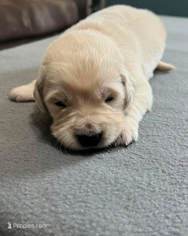 Tessa x Bear Pink Collar – Golden Retriever puppy for sale in Altamont, IL