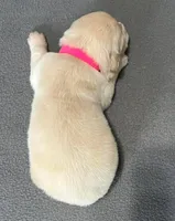 Tessa x Bear Pink Collar, a female Golden Retriever for sale in Altamont, IL – Photo 3 of 3