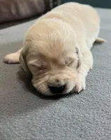 Tessa x Bear Pink Collar, a female Golden Retriever for sale in Altamont, IL – Photo 2 of 3