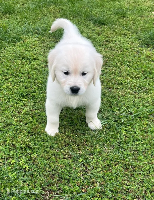 Tessa x Bear Orange Collar – Golden Retriever puppy for sale in Altamont, IL