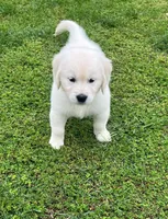 Tessa x Bear Orange Collar, a female Golden Retriever for sale in Altamont, IL – 1 of 10