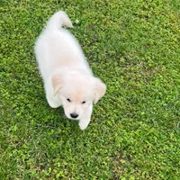 Tessa x Bear Purple Collar, a female Golden Retriever for sale in Altamont, IL – 6 of 10
