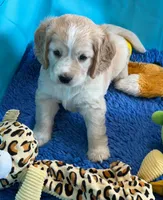 Orange Collar, a female Golden Cocker Retriever for sale in Altamont, IL – 8 of 10