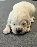 Black Collar , a male Golden Retriever for sale in Altamont, IL – Photo 4 of 10