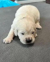 Black Collar , a male Golden Retriever for sale in Altamont, IL – Photo 6 of 10