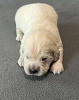 Black Collar , a male Golden Retriever for sale in Altamont, IL – Photo 9 of 10