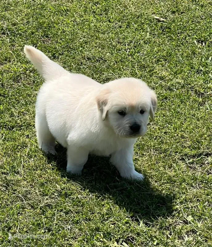 Black Collar  – Golden Retriever puppy for sale in Altamont, IL