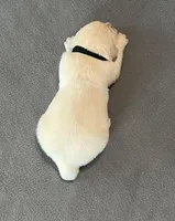 Black Collar , a male Golden Retriever for sale in Altamont, IL – Photo 5 of 10