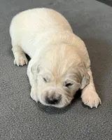 Black Collar , a male Golden Retriever for sale in Altamont, IL – Photo 10 of 10
