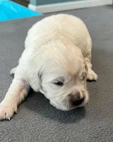 Black Collar , a male Golden Retriever for sale in Altamont, IL – Photo 7 of 10