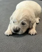 Black Collar , a male Golden Retriever for sale in Altamont, IL – Photo 3 of 10