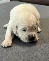 Black Collar , a male Golden Retriever for sale in Altamont, IL – Photo 2 of 10