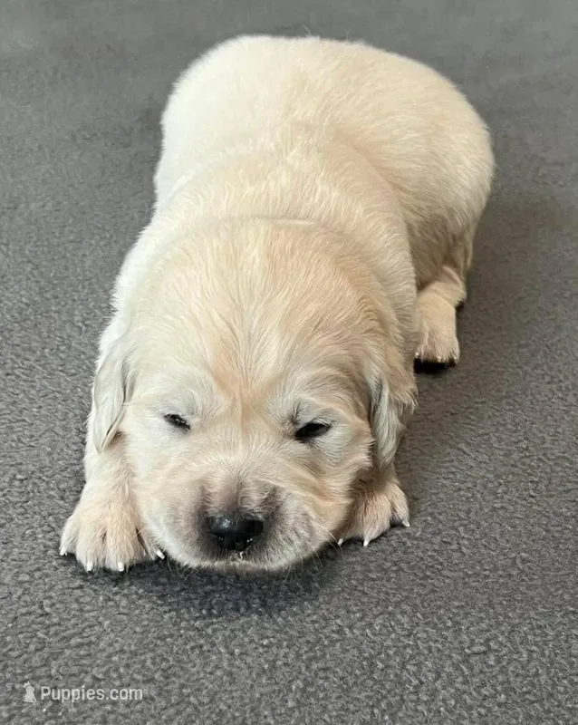 Black Collar  – Golden Retriever puppy for sale in Altamont, IL