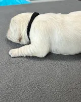 Black Collar , a male Golden Retriever for sale in Altamont, IL – Photo 8 of 10