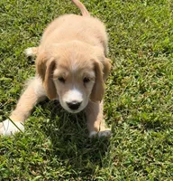 Gray Collar , a male Golden Cocker Retriever for sale in Altamont, IL – 6 of 10