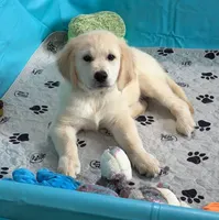 Tessa x Bear Yellow Collar, a female Golden Retriever for sale in Altamont, IL – 9 of 10