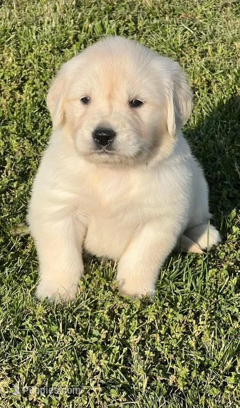 Pink Collar  – Golden Retriever puppy for sale in Altamont, IL
