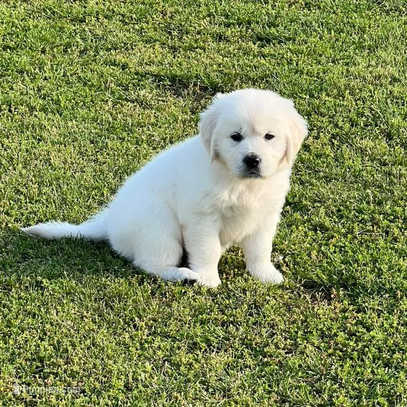 Orange Collar  – Golden Retriever puppy for sale in Altamont, IL