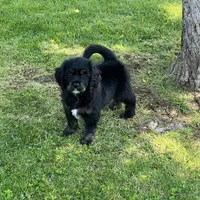 Black with tan and white, a male Golden Cocker Retriever for sale in Altamont, IL – 7 of 10