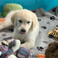 Pink Collar , a female Golden Retriever for sale in Altamont, IL – 7 of 10