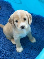 Gray Collar , a male Golden Cocker Retriever for sale in Altamont, IL – 2 of 10