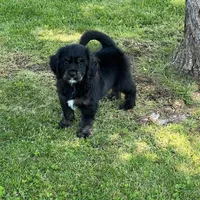 Black with tan and white, a male Golden Cocker Retriever for sale in Altamont, IL – 6 of 10
