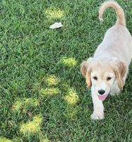 Yellow Collar, a female Golden Cocker Retriever for sale in Altamont, IL – 6 of 10