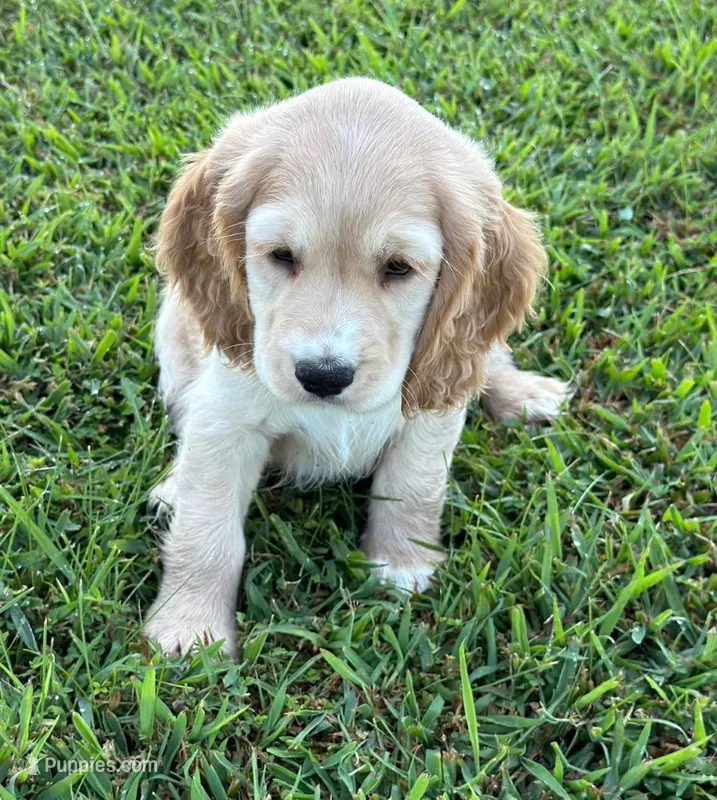 Yellow Collar – Golden Cocker Retriever puppy for sale in Altamont, IL