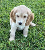 Yellow Collar, a female Golden Cocker Retriever for sale in Altamont, IL – 1 of 10